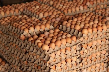 CRATES OF EGG